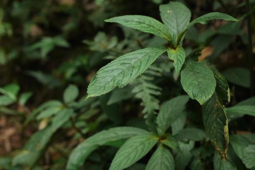 同蕊草