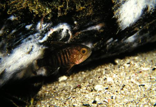Apogonichthyoides timorensis@fishdb-media-5618