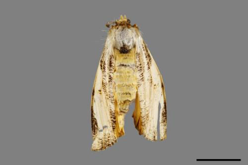 Locharna strigipennis[00055025]