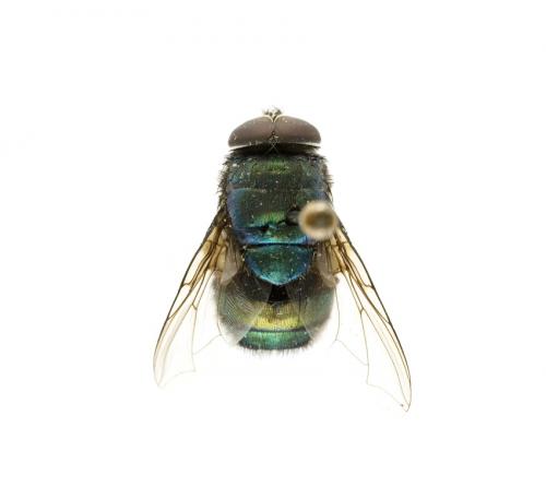 Lucilia hainanensis male dorsal Lucilia hainanensis male dorsal