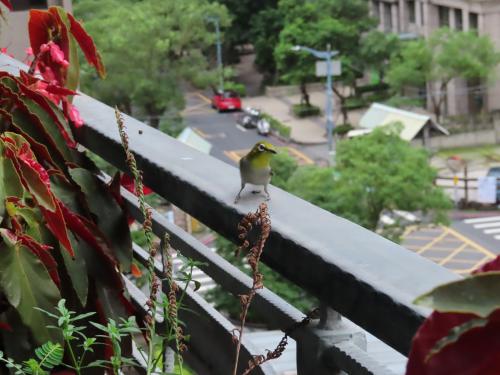 斯氏繡眼(指名亞種) 斯氏繡眼(指名亞種)