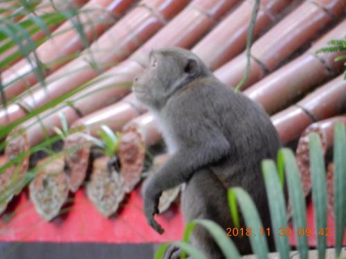 臺灣獼猴 臺灣獼猴