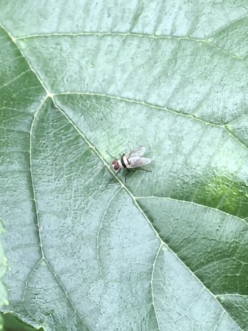 橫帶花蠅