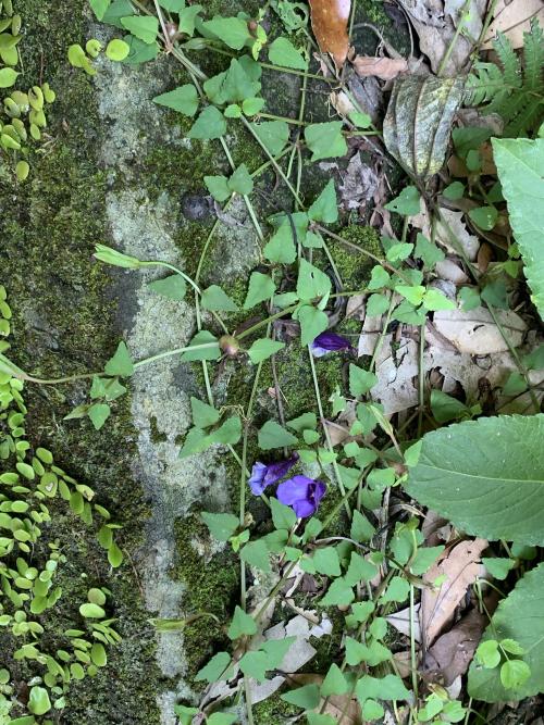 倒地蜈蚣 倒地蜈蚣