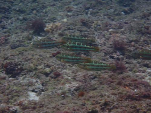 三葉錦魚 三葉錦魚
