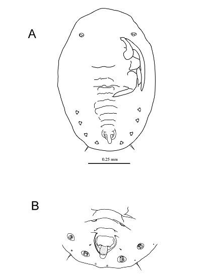 Paraleyrodes bondari  Peracchi, 1971  龐達粉蝨