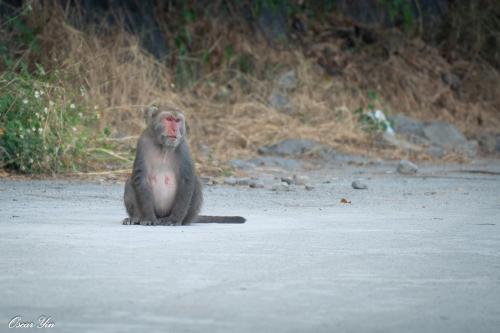 臺灣獼猴 臺灣獼猴