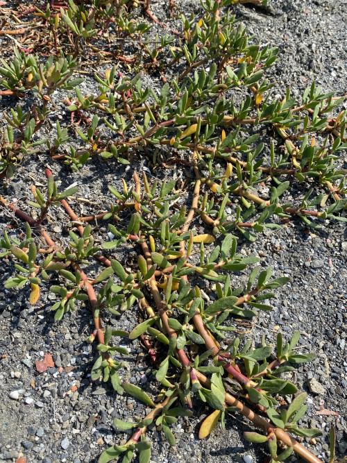 海馬齒 海馬齒