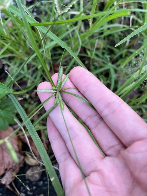扁穗莎草 (沙田草) 扁穗莎草 (沙田草)
