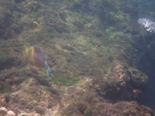 三葉錦魚 三葉錦魚