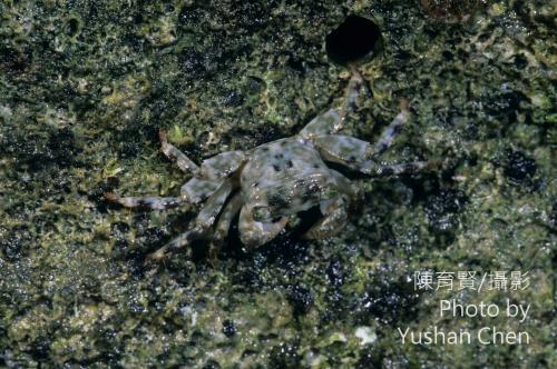 褶痕厚紋蟹 褶痕厚紋蟹