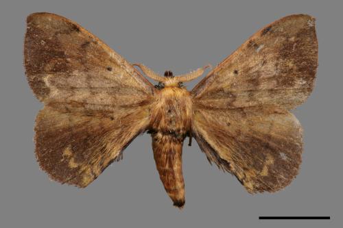 Andraca olivacea[綠茶蠶蛾][00053009]