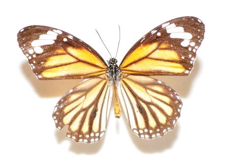 黑脈樺斑蝶 Salatura genutia