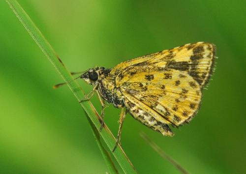 20090918_345452_Ampittia dioscorides etura_a.jpg 20090918_345452_Ampittia dioscorides etura_a.jpg