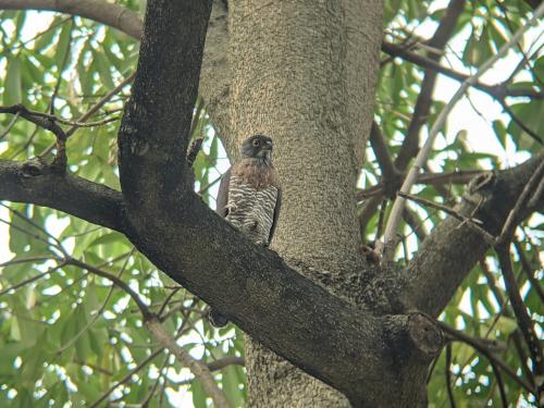 鳳頭蒼鷹 鳳頭蒼鷹
