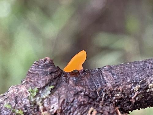 紅硬雙頭孢菌 紅硬雙頭孢菌