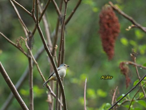 20090813_380392_Niltava_vivida_1197.jpg 20090813_380392_Niltava_vivida_1197.jpg