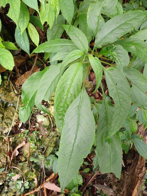 角桐草 角桐草