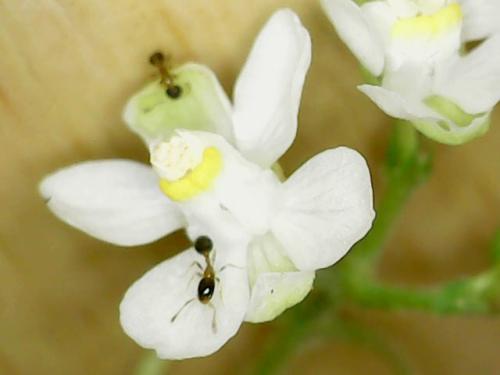 花居單家蟻 花居單家蟻
