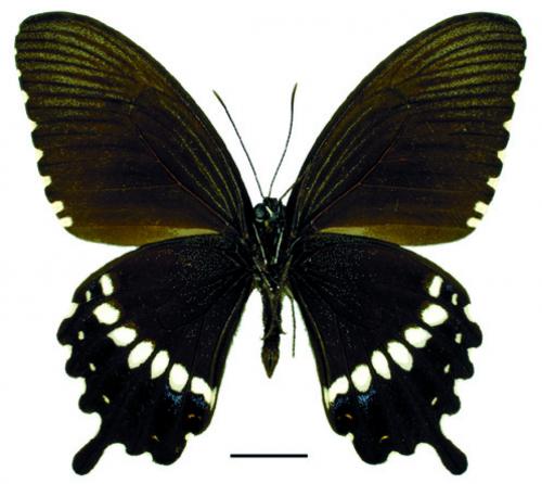 Papilio polytes polytes Linnaeus, 1758 玉帶鳳蝶 Papilio polytes polytes Linnaeus, 1758 玉帶鳳蝶
