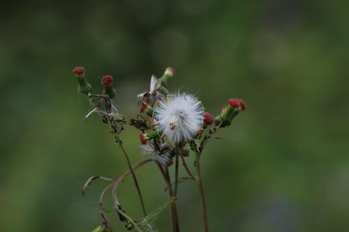 野茼蒿