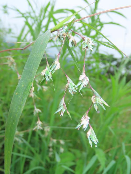 水蔗草