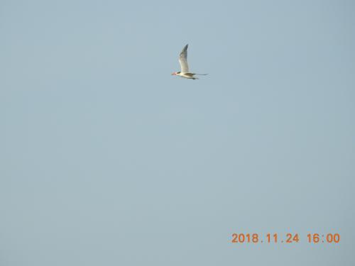 裏海燕鷗