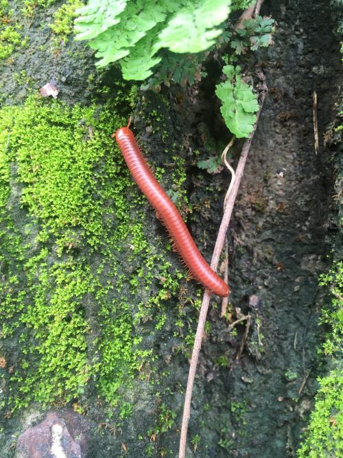 磚紅厚甲馬陸 磚紅厚甲馬陸