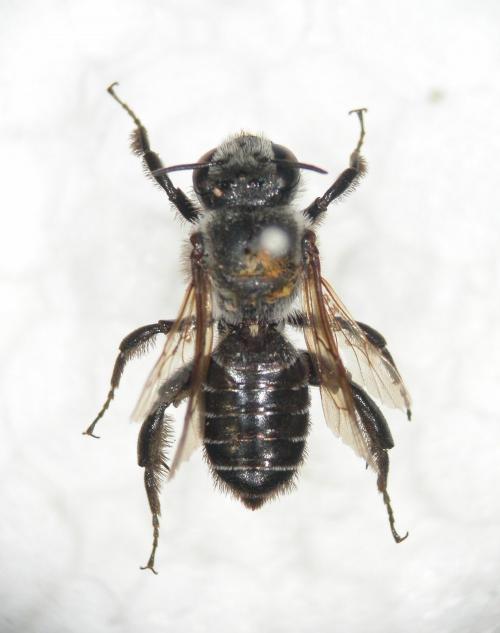 白帶堀木蜂標本照