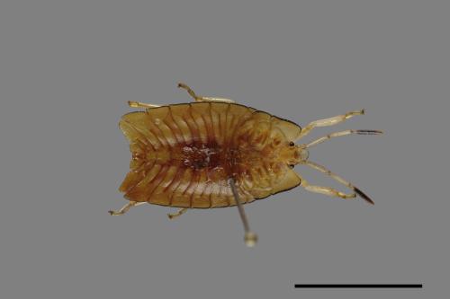 Megarrhamphus truncatus[00088646]