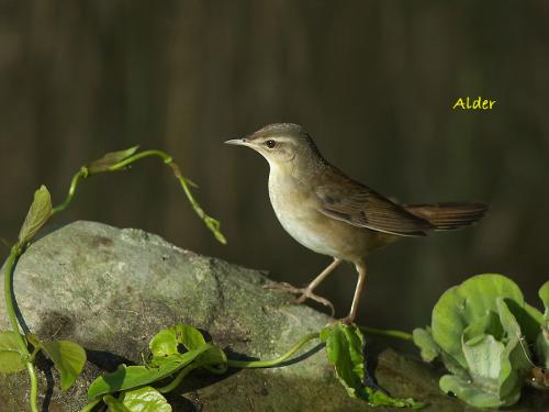 20090729_380472_Grasshopper_Warbler_DSC_5189.jpg