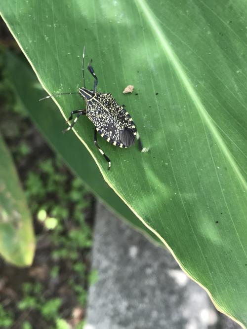 麻皮蝽 麻皮蝽
