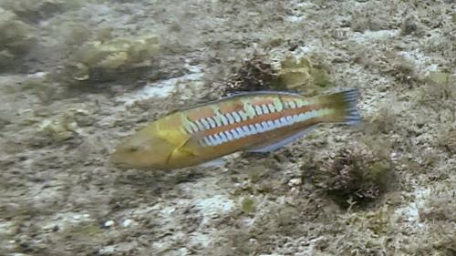 三葉錦魚 三葉錦魚