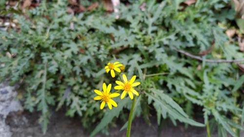臺東黃菀