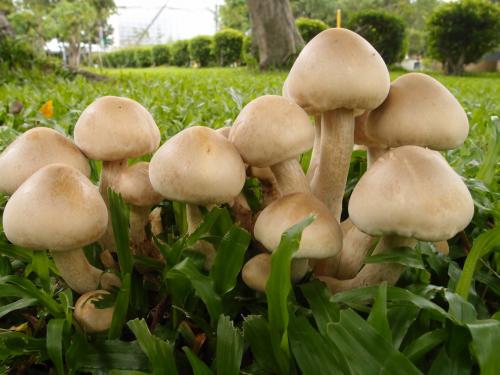 Macrocybe gigantea(巨大口蘑) Macrocybe gigantea(巨大口蘑)