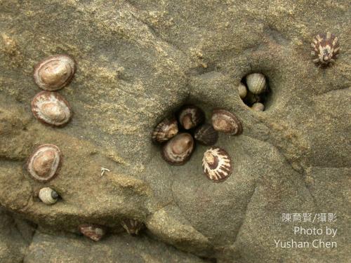 花帽青螺 花帽青螺