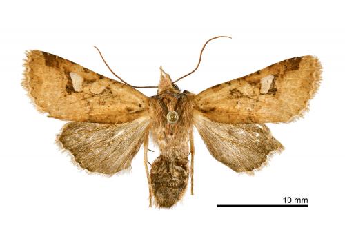 Rhynchaglaea labiscitula_female_FBG_161009_014