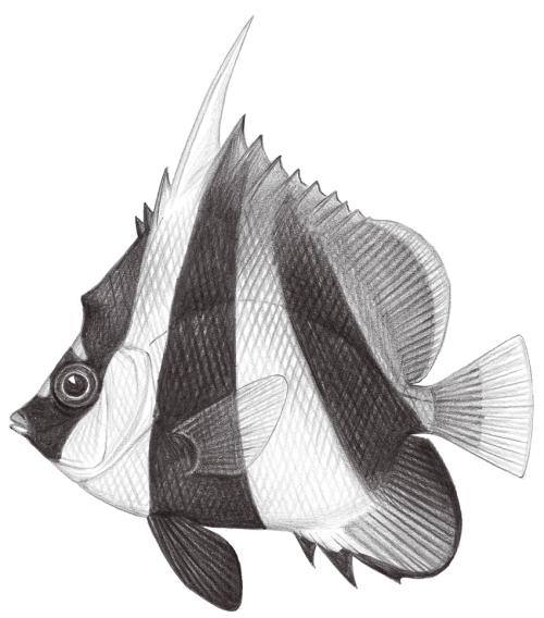 Heniochus monoceros@Jheng1558