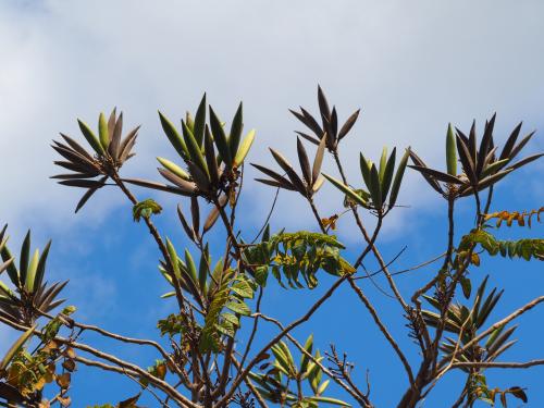 火焰樹