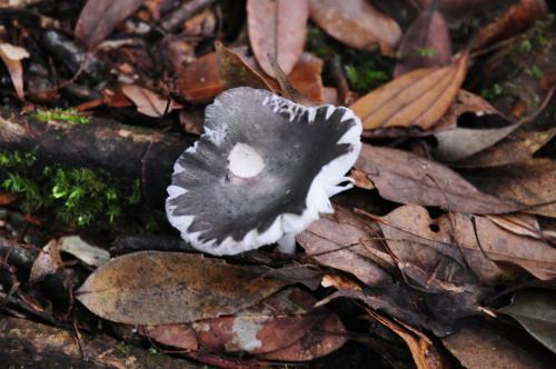 Russula adusta(煙色紅菇)