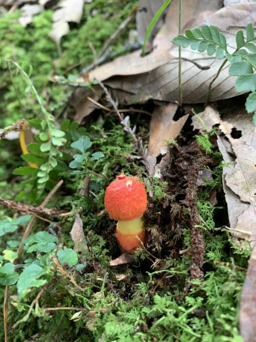紅鵝膏菌 紅鵝膏菌