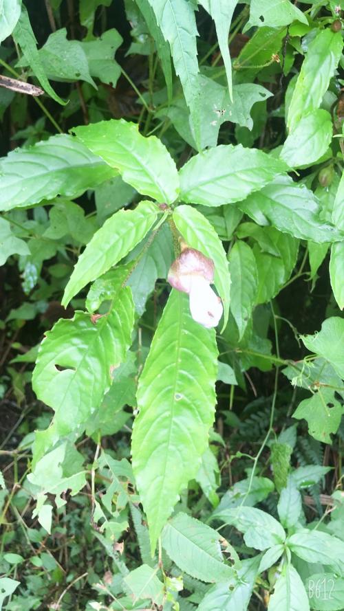 角桐草 角桐草