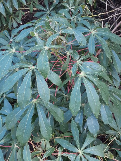 木薯