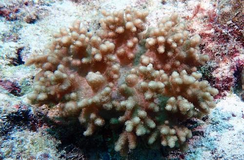 毛指形軟珊瑚