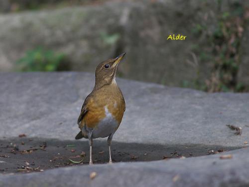 20090722_380402_Brown-headed_Thrush_5982.jpg