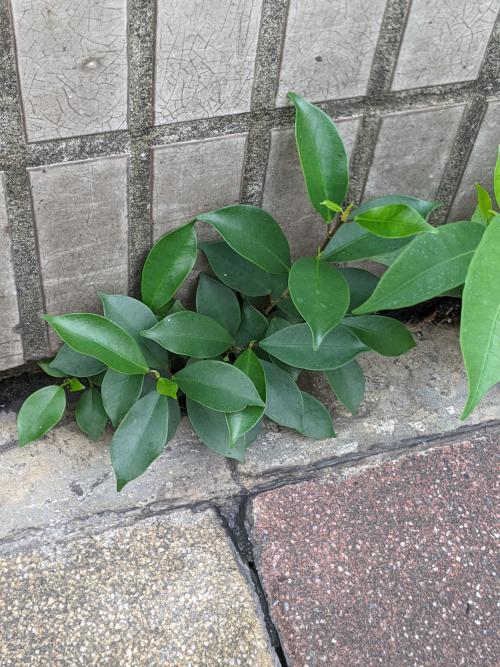 細葉榕