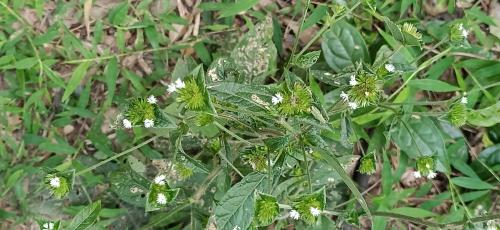 地膽草