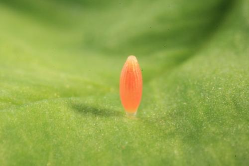 20090919_347333_Colias erate formosana_e.jpg