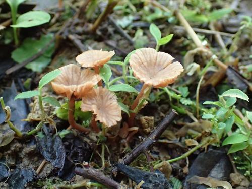 Laccaria ohiensis(俄亥俄蠟蘑)