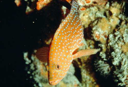 Cephalopholis miniata@fishdb-media-3670